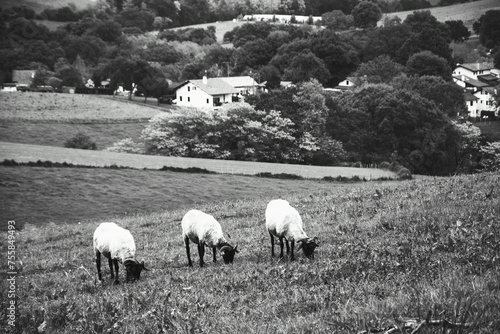 French Basque Country. Three cute blackface sheep with grazing at meadow and village with  traditional painted houses at background. Springtime countryside travel in France. Black white historic photo © Elena Dijour
