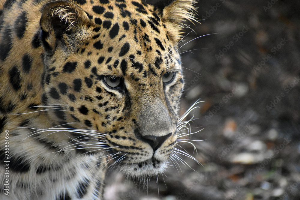 Naklejka premium close up portrait of an amur leopard in captivity