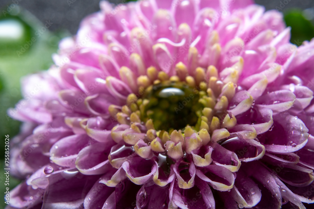 Makrofotografering av blommor avslöjar krångligheter som ofta går obemärkt förbi. I dessa närbilder kommer kronbladens struktur till liv – ömtåliga ådror, små pollenkorn och subtila hårstrån. Makrofotografering av blommor avslöjar krångligheter som ofta går obemärkt förbi. I dessa närbilder kommer kronbladens struktur till liv – ömtåliga ådror, små pollenkorn och subtila hårstrån.