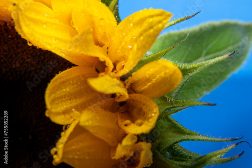 Makrofotografering av blommor avslöjar krångligheter som ofta går obemärkt förbi. I dessa närbilder kommer kronbladens struktur till liv – ömtåliga ådror, små pollenkorn och subtila hårstrån.