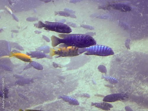 Fish swimming underwater
