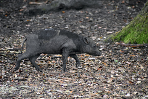 Babirusa in Captivity photo