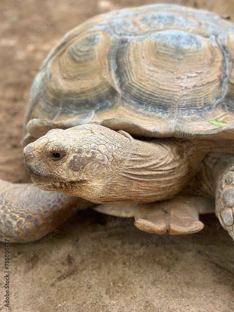 Obraz premium Small turtle looking at the camera with head on shell