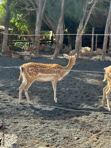 Deer and a young foal in separate zoo habitats photo