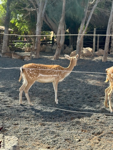 Deer and a young calf in zoo enclosure