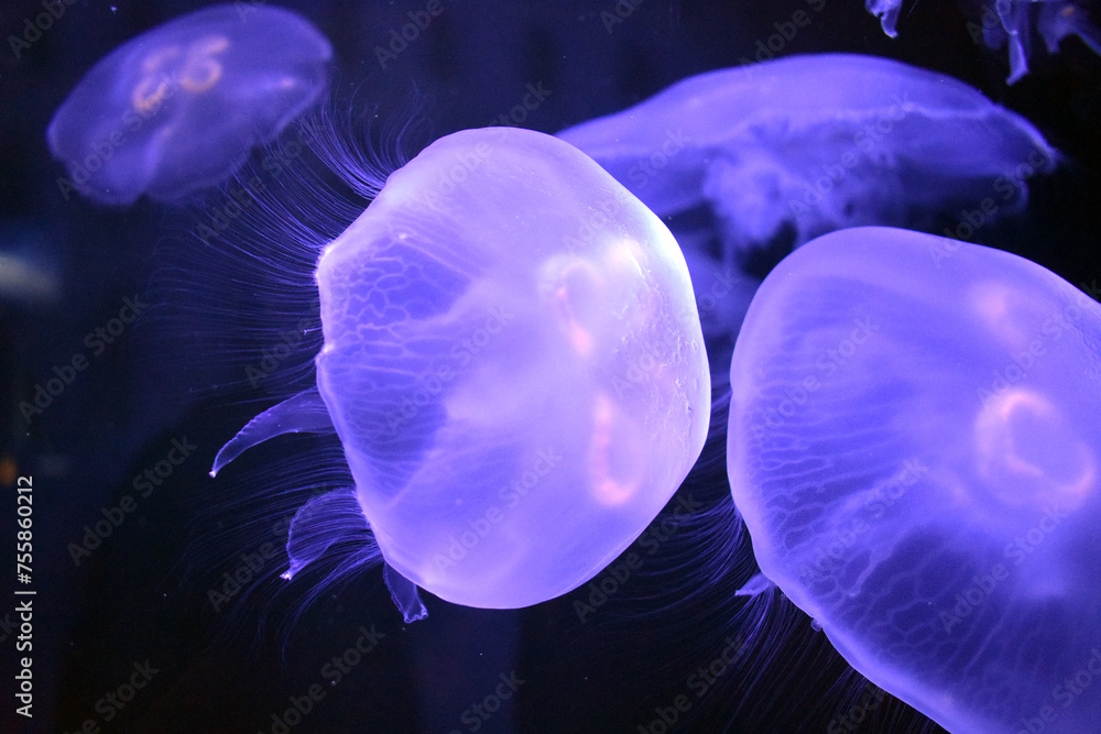 Moon Jellyfish In Aquarium Moon Jellyfish In Aquarium