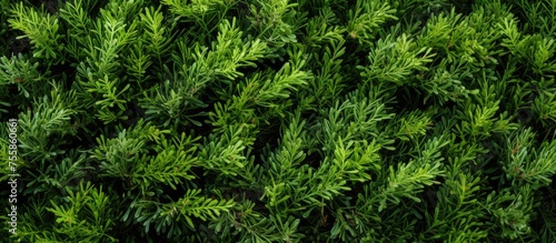 A closeup of a lush evergreen shrub with an array of green leaves  adding a beautiful and vibrant element to the landscape
