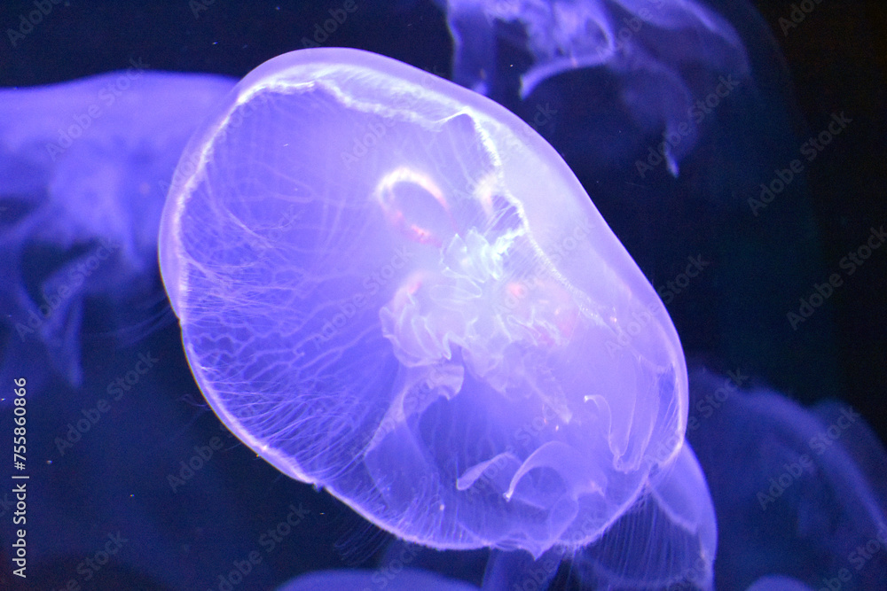 Moon Jellyfish In Aquarium