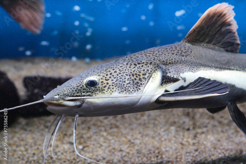 Red tailed flathead catfish in closeup in an aquarium. photo