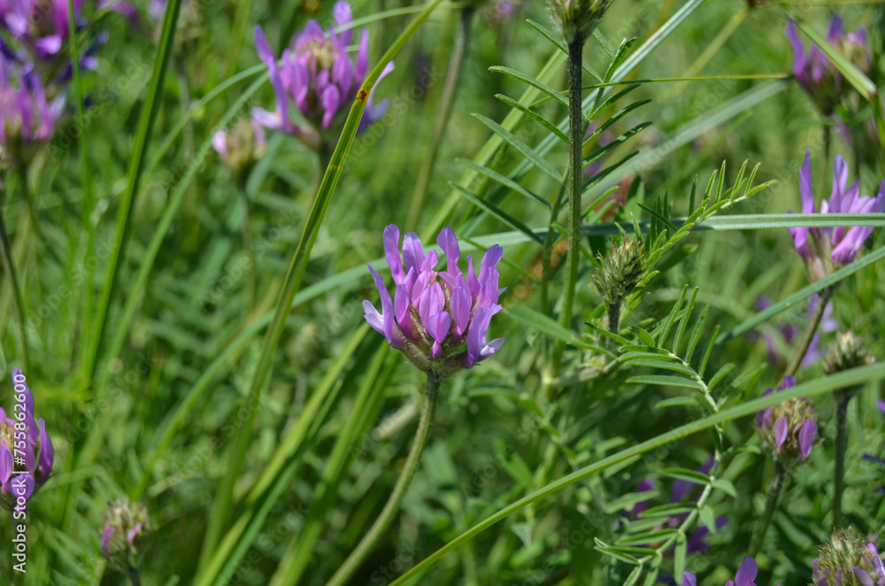 Fototapeta premium Astragalus danicus pink purple flowers in the field
