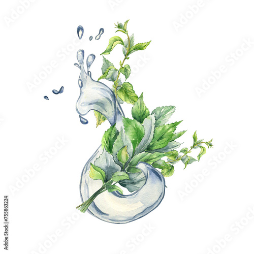 Bush of nettles in water splash. Watercolor illustration of the herbal plant Urticaria dioica. Water wave and green leaf, stinging plant hand drawn. Element for label, packaging cosmetic, apothecary