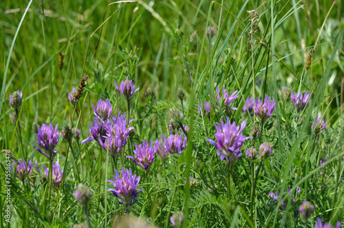 Astragalus danicus pink purple flowers in the field