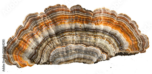 Arboreal mushroom isolated on the transparent background PNG.