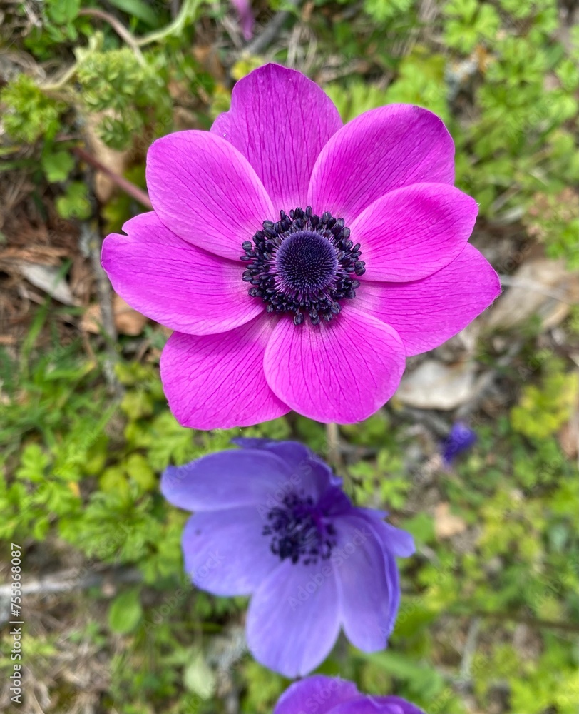 Fototapeta premium Anémones