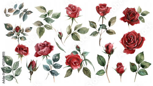 Set watercolor elements of roses collection garden red burgundy flowers leaves branches flat handdrawn illustration isolated on white background
