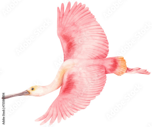 Watercolor roseate spoonbill bird illustration photo