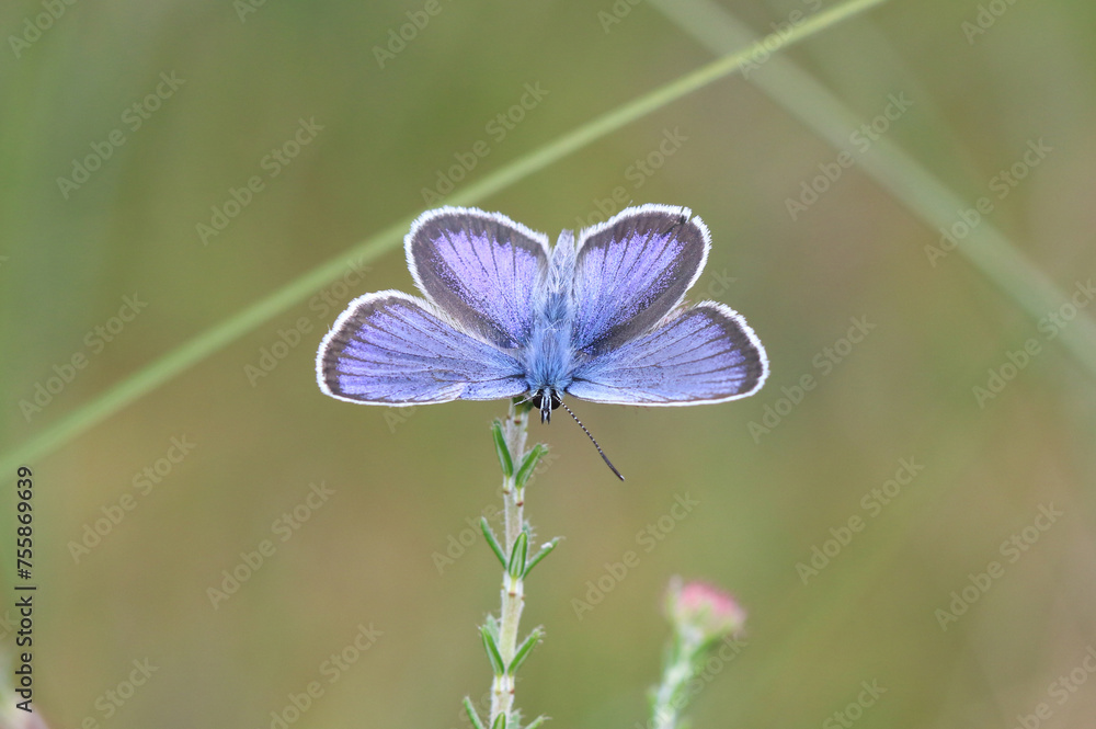 Naklejka premium Argus-Bläuling - Silver-studded blue