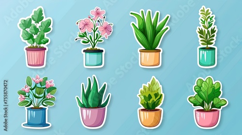 Stylish collection of potted houseplants
