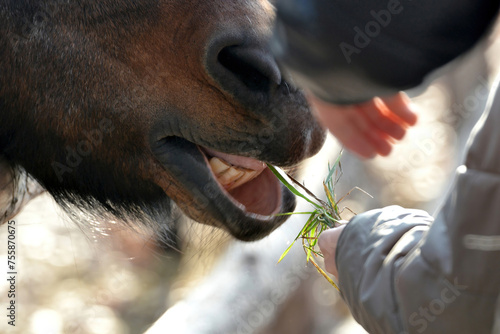 A man feeds a horse grass, closeup the unity of man with nature.