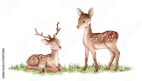Watercolor two deer on abstract green grass. Spotted deer isolated on white background. Hand painted wild animal template for fabric. Realistic animal for design and print or background.