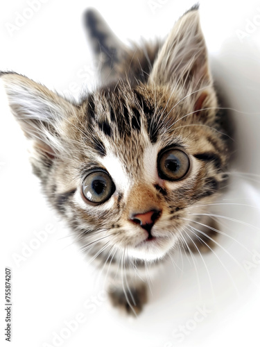 Curious kitten looking up with wide eyes. Innocence and wonder in a small package. Generative AI. © NILSEN Studio