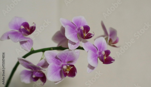 purple orchid flowers on white background