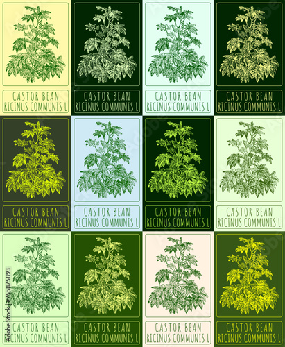 Set of vector drawing CASTOR BEAN in various colors. Hand drawn illustration. The Latin name is RICINUS COMMUNIS L