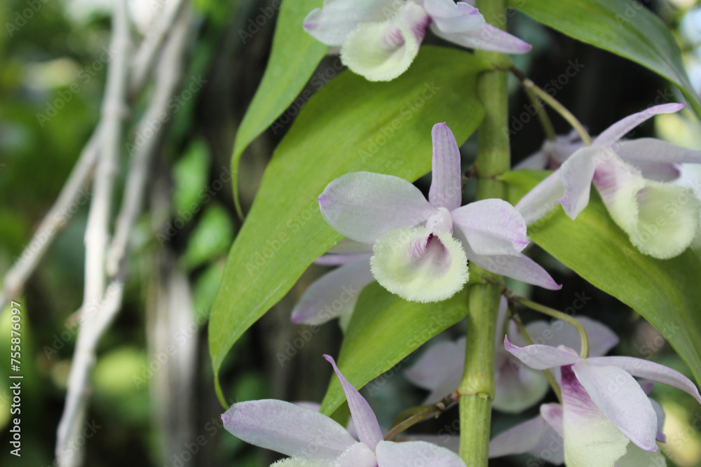 Obraz premium exotic flowers, delicate light orchid flowers with green fresh leaves