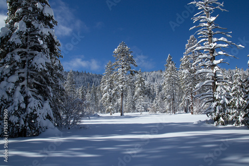Snowy Trees, Tahoe National Forest