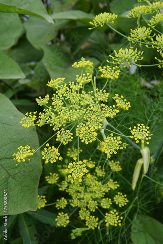 close up of a green leaf