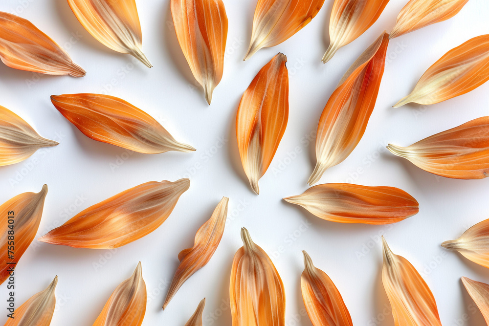 Top View Petal Pattern Arrangement. Top view of orange and beige petals arranged in a pattern, suitable for backgrounds or botanical themes. Top View Petal Pattern Arrangement. Top view of orange and beige petals arranged in a pattern, suitable for backgrounds or botanical themes.
