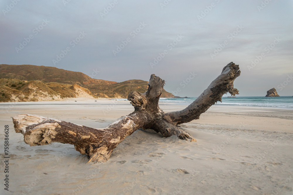 trunk in sandfly bay in new zealand e