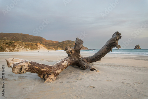 trunk in sandfly bay in new zealand e