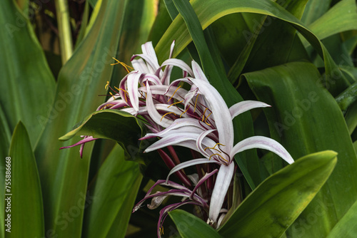 Giant spider lily (Crinum augustum) flower, Amaryllidaceae photo