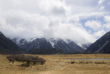 landscape of dry meadow with tree on mount cook covered with clouds in new zealand in spring