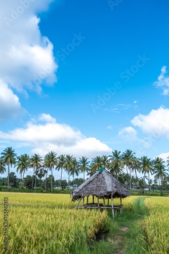 landscape with wooden house at paddy field 