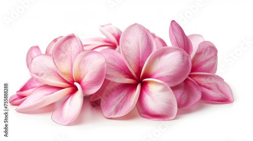 A delicate cluster of pink frangipani flowers, presented in isolation against a pristine white background photo