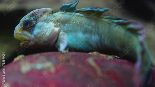 Clsoe up of a Tropical blenny fish relaxing on a rock underwater photo