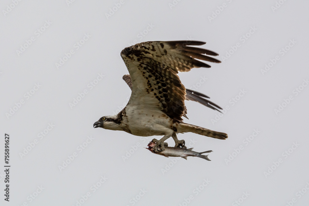 Fototapeta premium Águila pescadora Pandion haliaetus