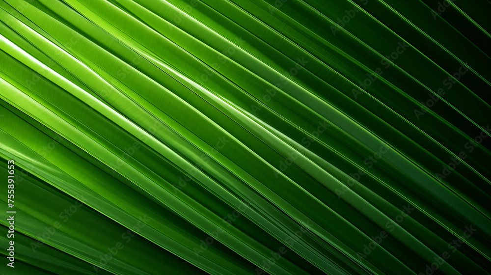 tropical palm leaf and shadow, abstract natural green background tropical palm leaf and shadow, abstract natural green background
