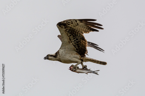 Águila pescadora Pandion haliaetus