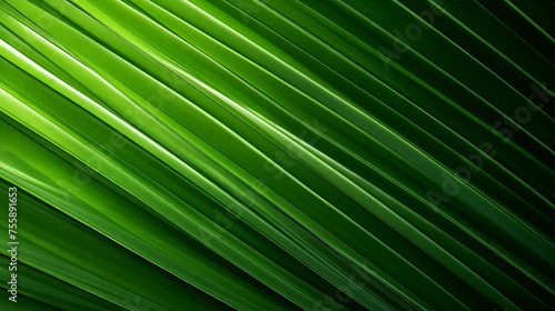tropical palm leaf and shadow, abstract natural green background © areef