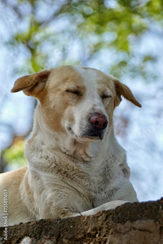 Portrait of a feral dog in New Delhi, India