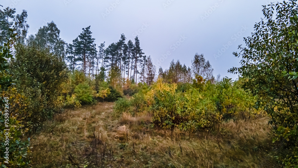 Panorama of the forest in the morning in the autumn fog. Panorama of the forest in the morning in the autumn fog.