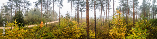 Panorama of the forest in the morning in the autumn fog.