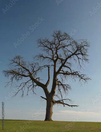 tree in the field