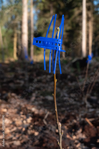 Just planted deciduous tree, equipped with blue browsing guard, plastic spikes protecting new growth from deer browsing. 