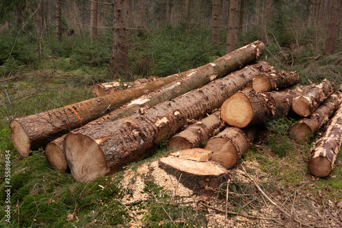 Pile of felled conifer tree trunks in a forest
