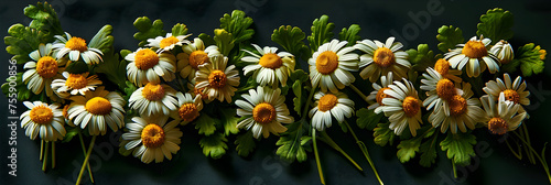 Daisy Flowers Forming the Word Spring on a Green,
3D rendering of white symbol of flower
