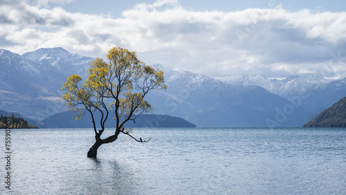 Lonely willow tree in autumn colors in the middle of a lake with mountains in backdrop, New Zealand